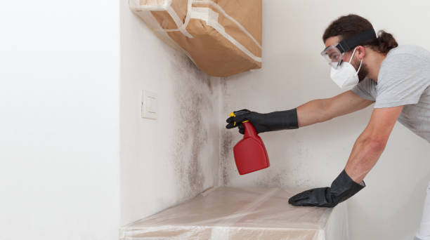 Professional Basement Mold Remediation technician working in Clifton, CO