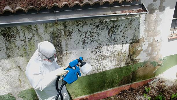 Top rated local Basement Mold Remediation specialists in Clifton, CO